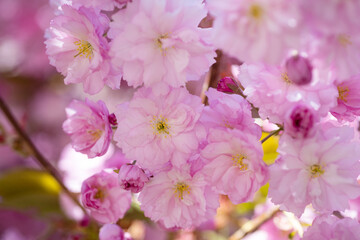 pink flowers of blooming sakura tree in spring. nature beauty