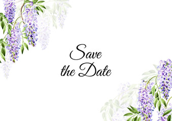 Wisteria flower, save the date card.  Hand drawn watercolor,  illustration isolated on white background