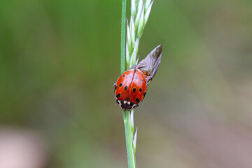 Eyed Ladybird (Anatis ocellata). Ladybug sitting on the plant. eyed ladybug. Anatis ocellata.
