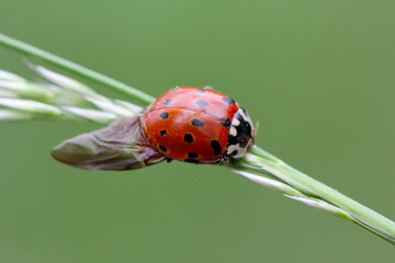 Eyed Ladybird (Anatis ocellata). Ladybug sitting on the plant. eyed ladybug. Anatis ocellata.