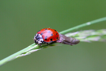 Eyed Ladybird (Anatis ocellata). Ladybug sitting on the plant. eyed ladybug. Anatis ocellata.