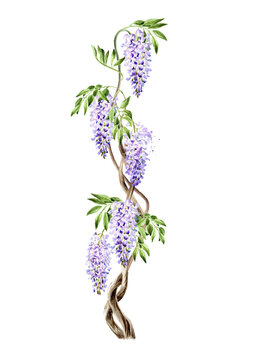 Wisteria flower border, card.  Hand drawn watercolor  illustration isolated on white background