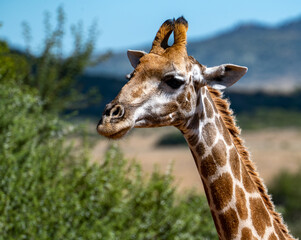 Giraffe portrait, photographed in Pilanesberg Nature Reserve, South Africa.