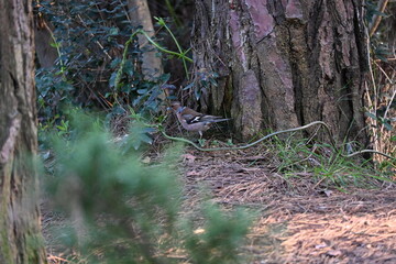 The true finches are small to medium-sized passerine birds in the family Fringillidae. Finches have stout conical bills adapted for eating seeds and nuts