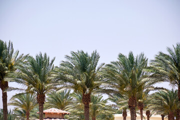 Fototapeta na wymiar Beautiful green coconut palm trees on tropical beach against blue sky. Summer vacation concept