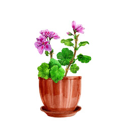 Naklejka na ściany i meble Blooming geranium in a ceramic pot. Hand drawn watercolor painting isolated on white background. Pink pelargonium flower postcard. Botanical design element. Houseplants. Fragrant bouquet.