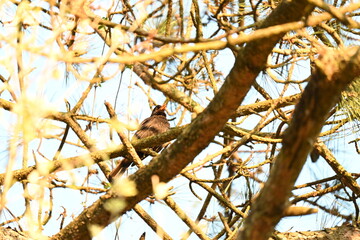 The common blackbird (Turdus merula) is a species of true thrush. It is also called the Eurasian blackbird (especially in North America, to distinguish it from the unrelated New World blackbirds)