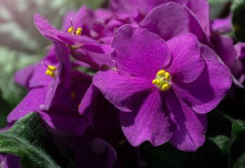 Obraz premium purple saintpaulia flowers with yellow stamens