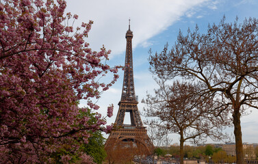 The iconic Eiffel Tower in Paris on a sunny spring day behind cherry blossoms