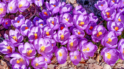 Purple crocus flowers in spring. In early spring, the first flowers bloomed in the garden. Glade of blooming crocuses. View from above. Sunny spring day.