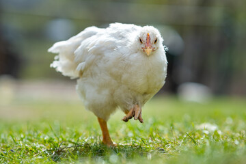 Hen feed on traditional rural barnyard. Close up of chicken standing on barn yard with green grass. Free range poultry farming concept.