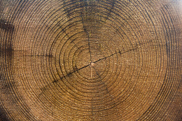 The texture of the cut tree, with growth rings. Cross cut of a tree, close-up.