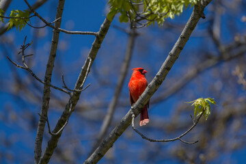 Bright red male northern cardinal in a beautiful spring day