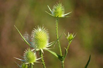Closeup of green cutleaf teasel seeds with blurred background