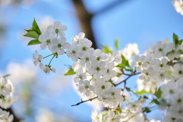 Twigs of cherry tree with white blossoming flowers in early spring