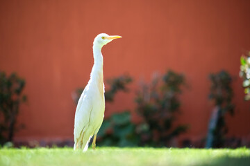 Obraz premium White cattle egret wild bird, also known as Bubulcus ibis, walking on green lawn at hotel yard in summer