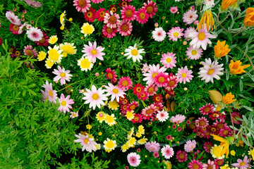 たくさんの花-20220420