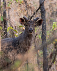 Fototapeta premium Sambar Deer Standing On Grassy Field At a Forest in Madhya Pradesh, India