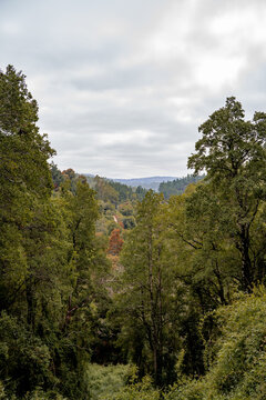 Vertical shot of forest with colorful trees and cloudy sky, Chile