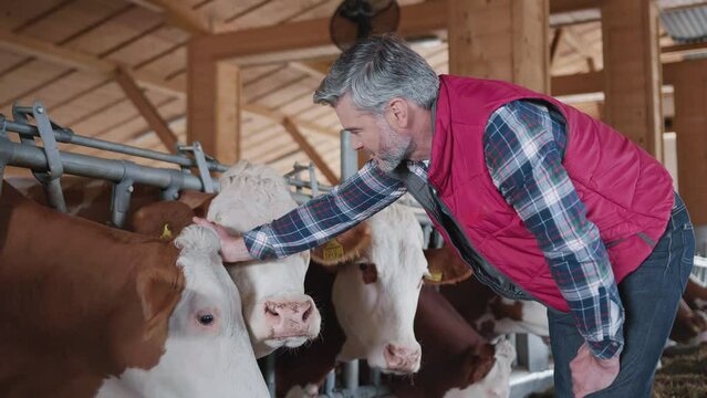 Man in checkered shirt stroking animals on the farmhouse. Farm owner taking care of cows. Agriculture and cow farm concept. Technician, cow, animal, livestock, ranch, farmer, cattle, care, footage