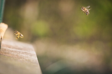 Bienen im Anflug auf den Stock