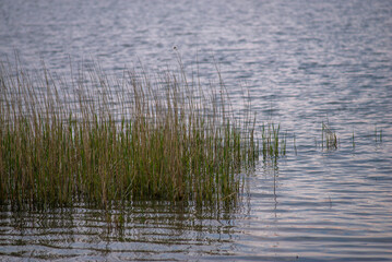 pond grass Lake in the evening. Lake and forest on the other side during blue hour, in rural scene.