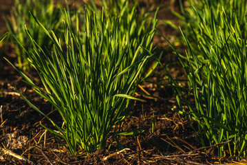 green young garlic growing in the garden. spring vegetables. grows on beds, organically cultivated garlic plantation in the vegetable garden, sunset