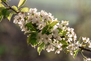 white cherry  branch blossom  , Natural light. White beautiful flowers in the tree blooming in the early spring, april day. background blured, Selective focus.  morning light