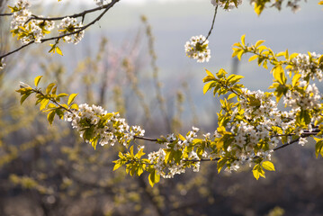 white cherry  branch blossom  , Natural light. White beautiful flowers in the tree blooming in the early spring, april day. background blured, Selective focus.  morning light