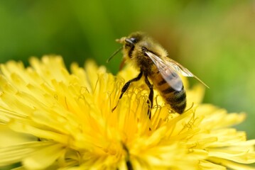 Abeille sur fleur de pissenlit