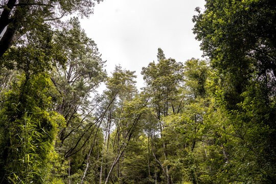 Horizontal shot of forest with very green trees, Chile