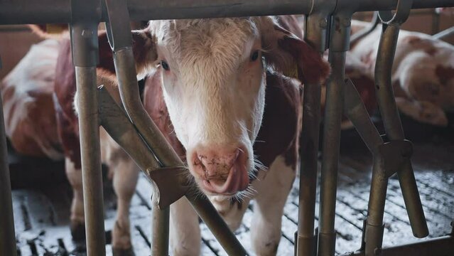 Close-up footage of cute claves. Stable interior. Dairy cattle breeding. Nose and mouth of white and brown cows. Milk industrial automated farm. Young calf