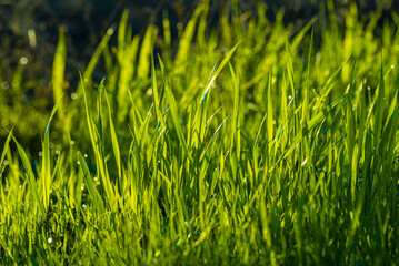Elytrigia. Juicy lush green grass on meadow with drops of water dew in morning light in spring summer outdoors close-up,Beautiful artistic image of purity and freshness of nature, copy space. sunrise