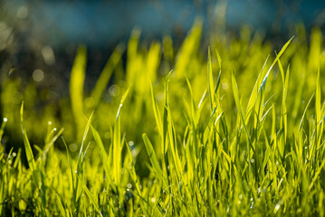 Elytrigia. Juicy lush green grass on meadow with drops of water dew in morning light in spring summer outdoors close-up,Beautiful artistic image of purity and freshness of nature, copy space. sunrise