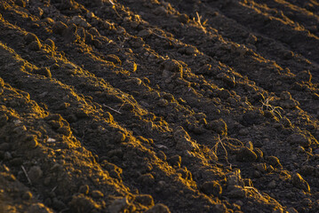 Clean soil for cultivation. Dry texture top view. Loose black soil in the form of lumps. Brown soil texture with small lumps as a background. Dirt, soil chunk in fields for plants,  texture 