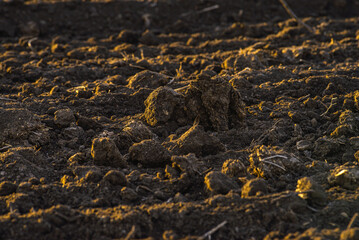 Clean soil for cultivation. Dry texture top view. Loose black soil in the form of lumps. Brown soil texture with small lumps as a background. Dirt, soil chunk in fields for plants,  texture 