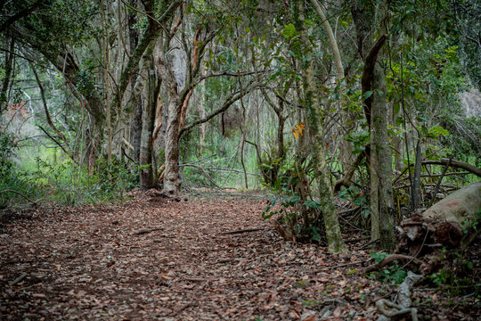 Horizontal shot of trail in forest full of leaves and trees with green leaves, Chile