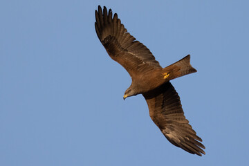 The black kite (Milvus migrans) is a medium-sized bird of prey.