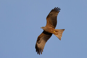 The black kite (Milvus migrans) is a medium-sized bird of prey.