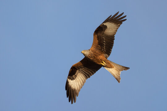 The red kite (Milvus milvus) is a medium-large bird of prey in the family Accipitridae