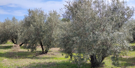 Olives in the meadows  of Granada