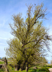 Flowers in the meadows