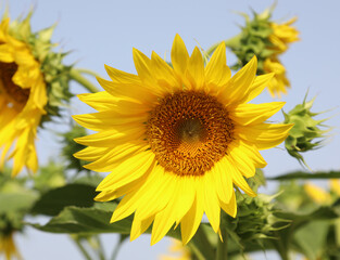 sunflower for the production of the seeds from which the oil used by the food industry is obtained