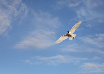 Black-headed gull also called Croicocephalus ridibundus.on the blue sky in summer