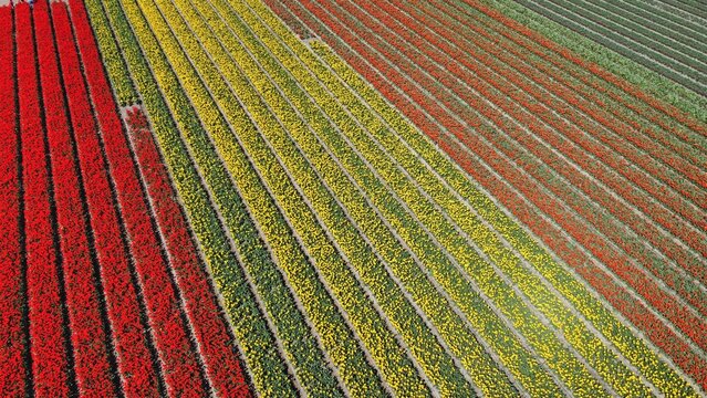 Aerial view of bulb-fields in springtime, located between the towns of Lisse and Sassenheim, province of Zuid-Holland, the Netherlands. Tulip fields in The Netherlands. Drone image of tulips. 