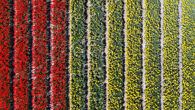 Aerial view of bulb-fields in springtime, located between the towns of Lisse and Sassenheim, province of Zuid-Holland, the Netherlands. Tulip fields in The Netherlands. Drone image of tulips. 