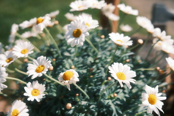 Kleine weiß-gelbe Blüten. Nahaufnahme