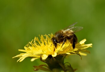 Abeille sur fleur de pissenlit