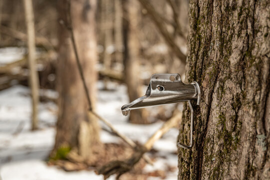 Sap drips out of a maple sugaring tap on a snowy spring day in the woods