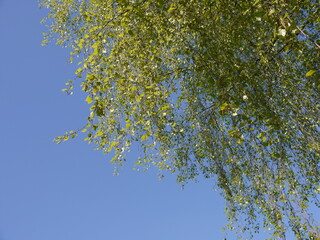 Die Natur im Frühling